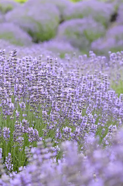 534102 - Common lavender (Lavandula angustifolia)