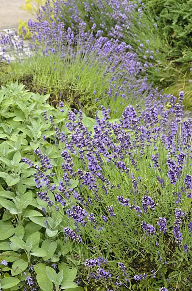 534162 - Common lavender (Lavandula angustifolia)
