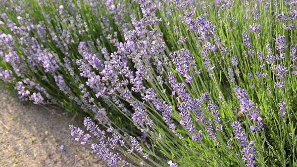497309 - Common lavender (Lavandula angustifolia) and bees (Apis)