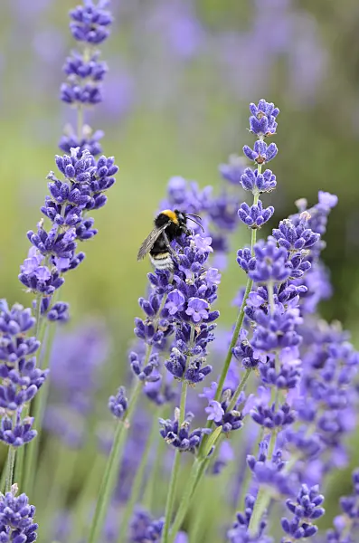 534209 - Common lavender (Lavandula angustifolia) and bumble bee (Bombus)