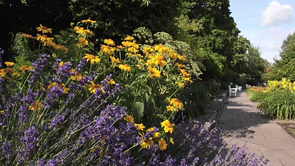498029 - Common lavender (Lavandula angustifolia) and false sunflower (Heliopsis helianthoides)