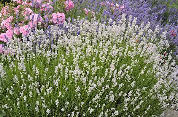 534198 - Common lavender (Lavandula angustifolia) and roses (Rosa)
