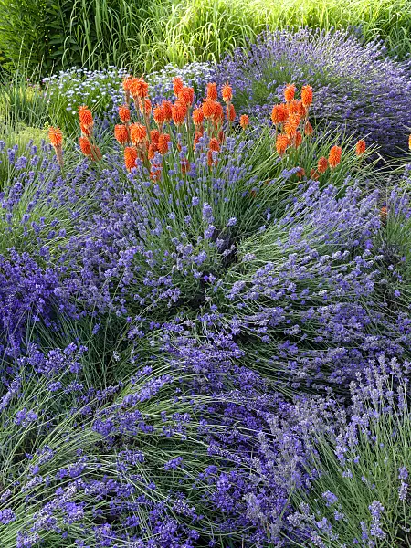 462044 - Common lavender (Lavandula angustifolia) and torch lily (Kniphofia)