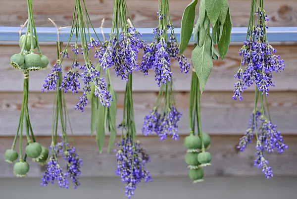 482001 - Common lavender (Lavandula angustifolia), common sage (Salvia officinalis) and opium poppy (Papaver somniferum) hanging to dry