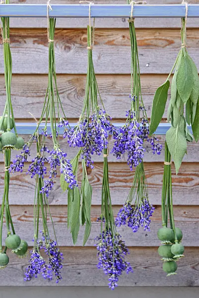 482017 - Common lavender (Lavandula angustifolia), common sage (Salvia officinalis) and opium poppy (Papaver somniferum) hanging to dry