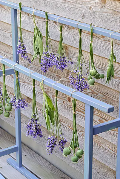 482018 - Common lavender (Lavandula angustifolia), common sage (Salvia officinalis) and opium poppy (Papaver somniferum) hanging to dry
