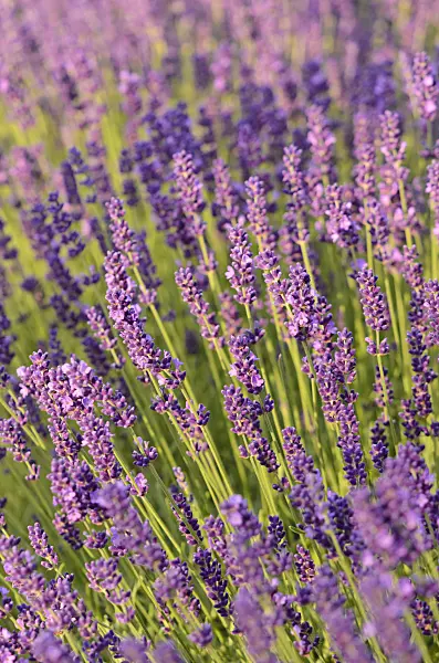 534092 - Common lavender (Lavandula angustifolia 'Dwarf Blue')