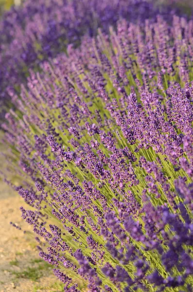 534093 - Common lavender (Lavandula angustifolia 'Dwarf Blue')