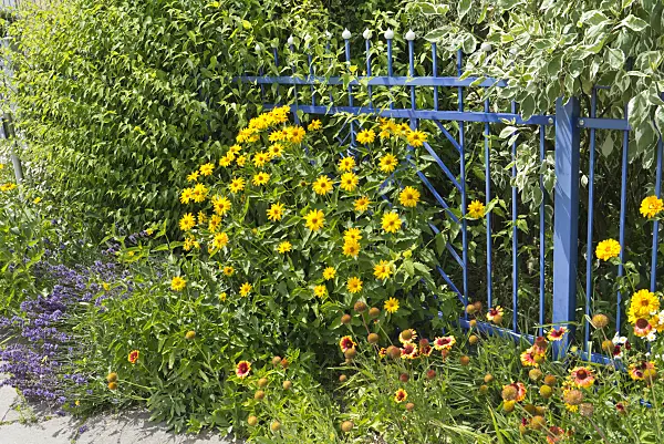 546038 - Common lavender (Lavandula angustifolia), false sunflower (Heliopsis helianthoides) and great blanket flower (Gaillardia aristata) at a blue garden fence