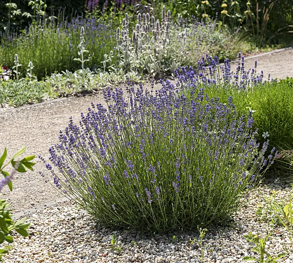 651361 - Common lavender (Lavandula angustifolia 'Hidcote')