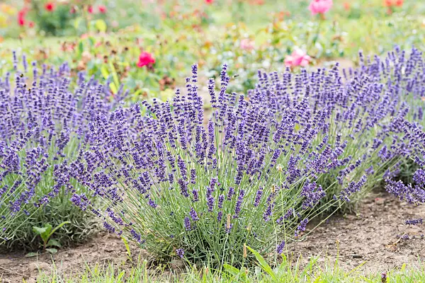 664223 - Common lavender (Lavandula angustifolia 'Hidcote')
