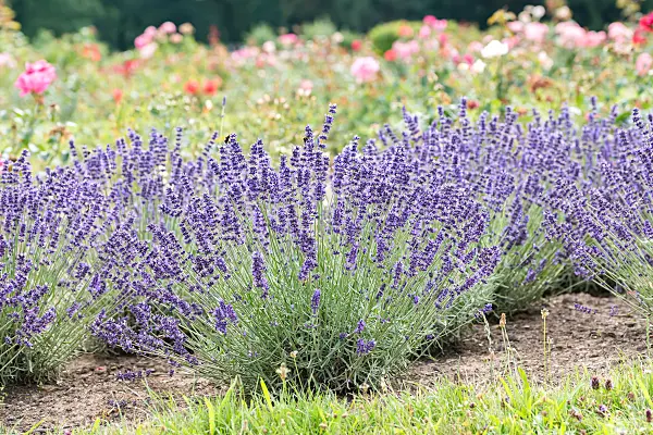 664224 - Common lavender (Lavandula angustifolia 'Hidcote')