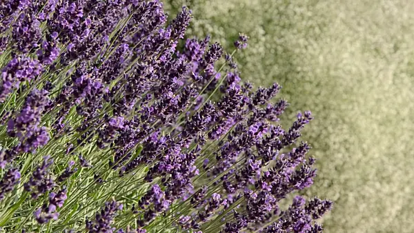 498032 - Common lavender (Lavandula angustifolia 'Hidcote Blue')