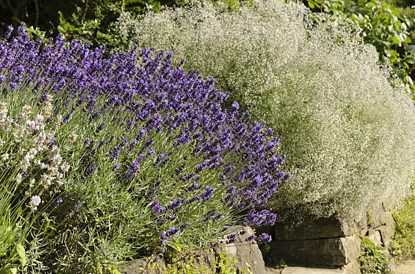 497346 - Common lavender (Lavandula angustifolia 'Hidcote Blue') and baby's breath (Gypsophila paniculata 'Schneeflocke')