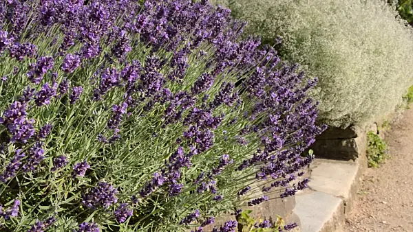 498033 - Common lavender (Lavandula angustifolia 'Hidcote Blue') and baby's breath (Gypsophila paniculata 'Schneeflocke')