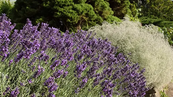 498034 - Common lavender (Lavandula angustifolia 'Hidcote Blue') and baby's breath (Gypsophila paniculata 'Schneeflocke')