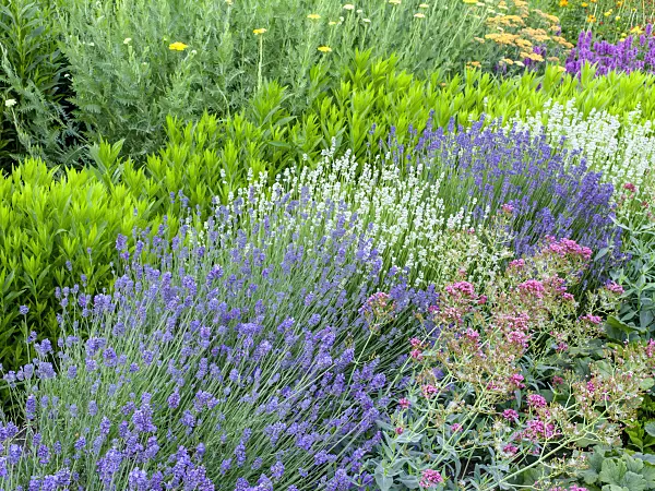 461092 - Common lavender (Lavandula angustifolia 'Munstead' and Lavandula angustifolia 'Edelweiss') and obedient plant (Physostegia)