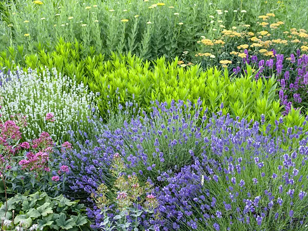 461091 - Common lavender (Lavandula angustifolia 'Munstead' and Lavandula angustifolia 'Edelweiss'), obedient plant (Physostegia) and yarrow (Achillea)