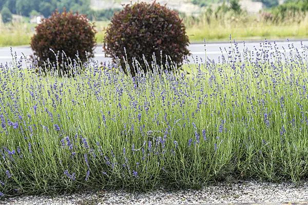 651362 - Common lavender (Lavandula angustifolia 'Siesta')