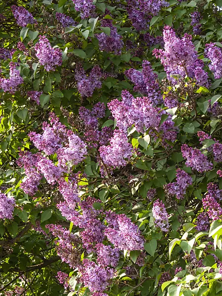 412058 - Common lilac (Syringa vulgaris)