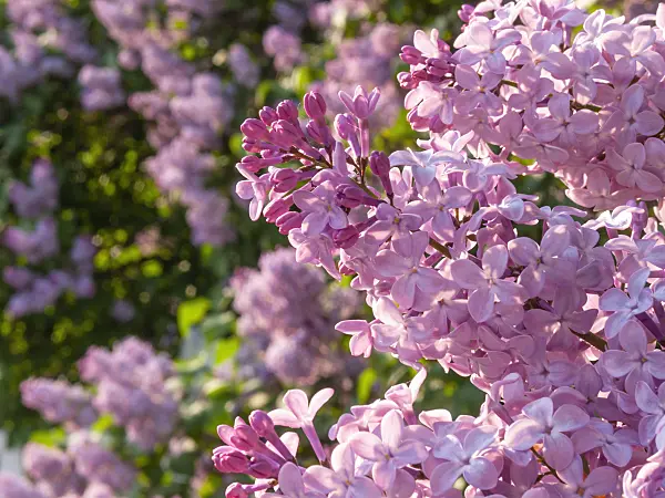 413004 - Common lilac (Syringa vulgaris)