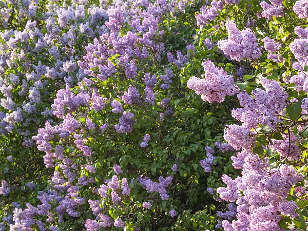 413005 - Common lilac (Syringa vulgaris)