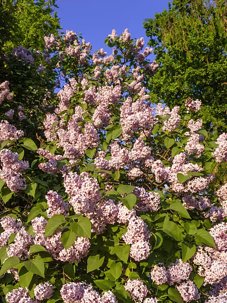 460073 - Common lilac (Syringa vulgaris)