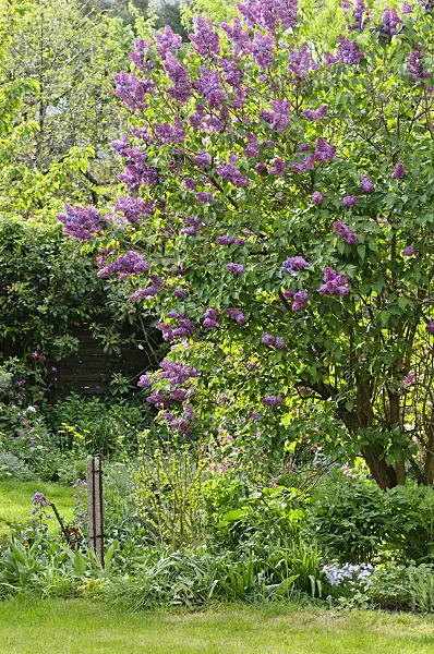471283 - Common lilac (Syringa vulgaris)
