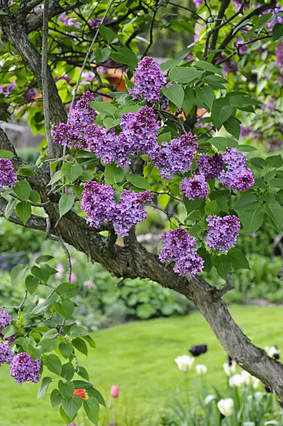 484139 - Common lilac (Syringa vulgaris)