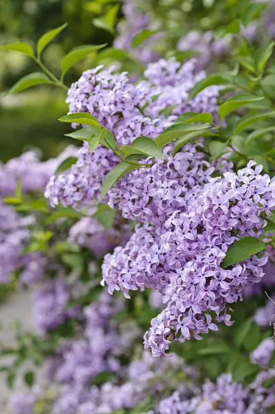484243 - Common lilac (Syringa vulgaris)