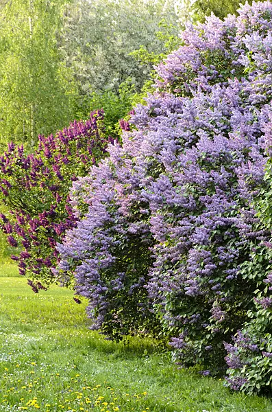 495371 - Common lilac (Syringa vulgaris)