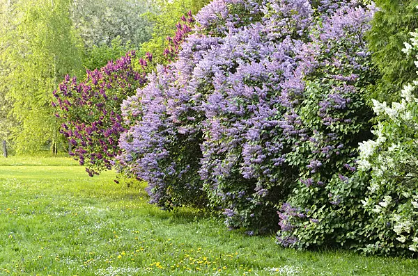495372 - Common lilac (Syringa vulgaris)