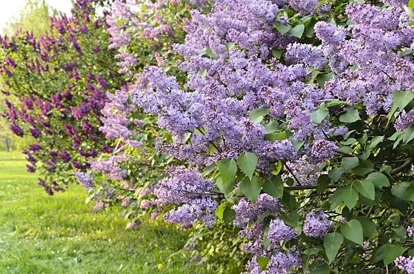 495373 - Common lilac (Syringa vulgaris)