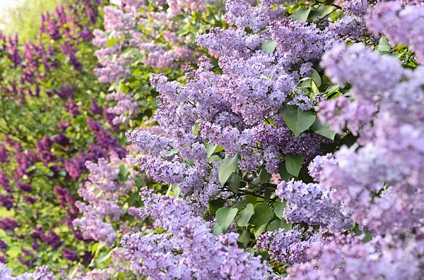 495375 - Common lilac (Syringa vulgaris)