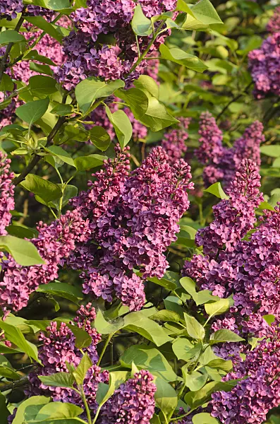 495376 - Common lilac (Syringa vulgaris)
