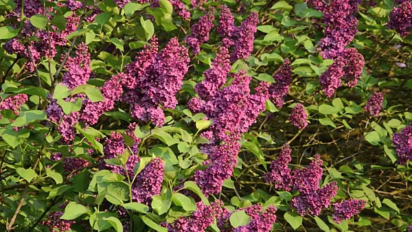 495392 - Common lilac (Syringa vulgaris)
