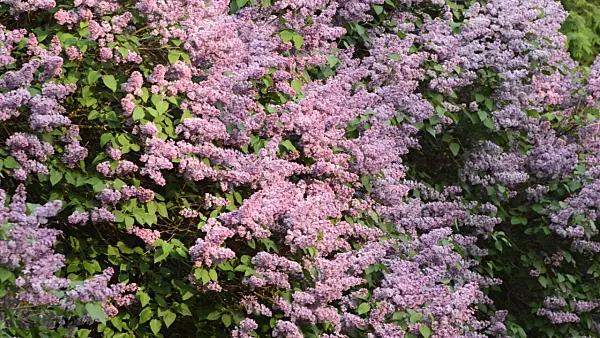 495393 - Common lilac (Syringa vulgaris)