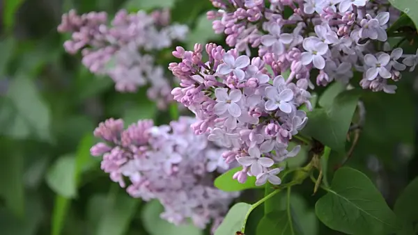 507220 - Common lilac (Syringa vulgaris)