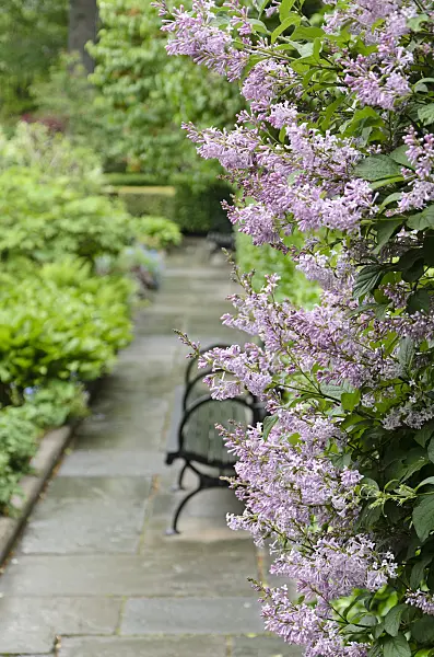 508121 - Common lilac (Syringa vulgaris)