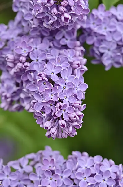 520082 - Common lilac (Syringa vulgaris)