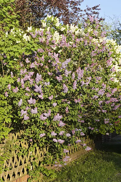544051 - Common lilac (Syringa vulgaris)