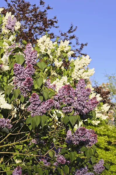 544052 - Common lilac (Syringa vulgaris)