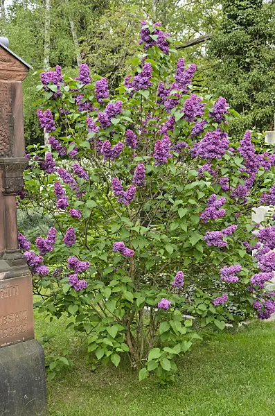 544070 - Common lilac (Syringa vulgaris)