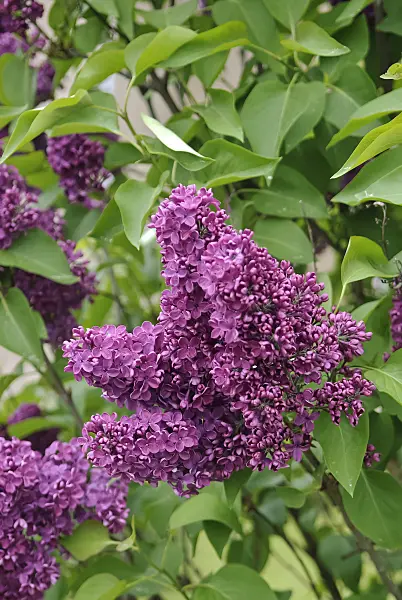490180 - Common lilac (Syringa vulgaris 'Andenken an Ludwig Späth')