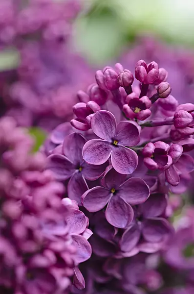 520080 - Common lilac (Syringa vulgaris 'Andenken an Ludwig Späth')