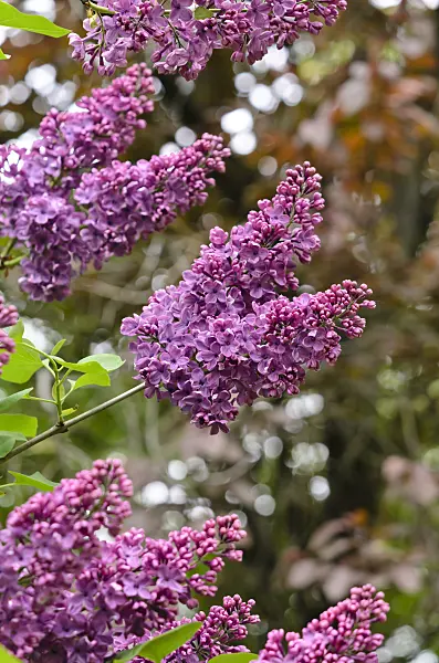 520093 - Common lilac (Syringa vulgaris 'Andenken an Ludwig Späth')