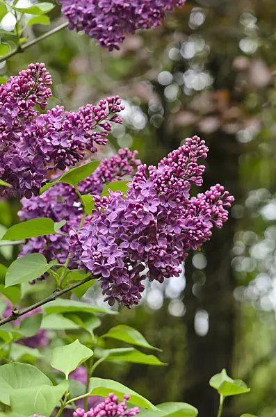 520094 - Common lilac (Syringa vulgaris 'Andenken an Ludwig Späth')