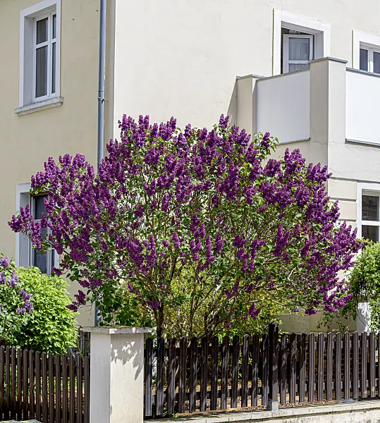 607216 - Common lilac (Syringa vulgaris 'Andenken an Ludwig Späth')