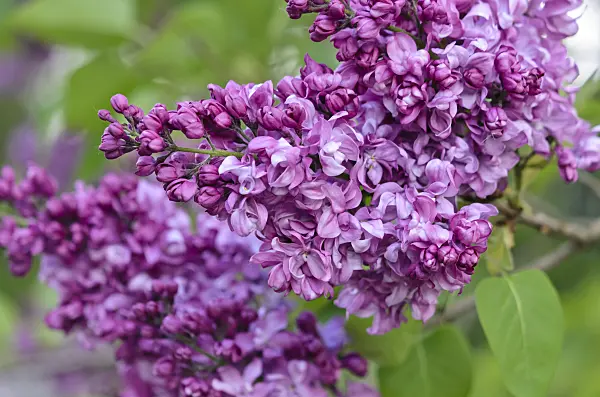 531162 - Common lilac (Syringa vulgaris 'Charles Joly')