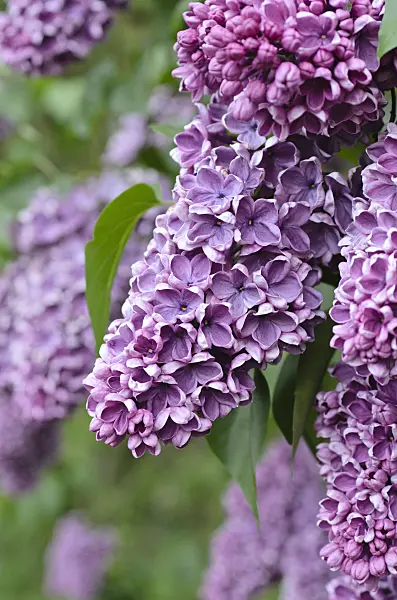 496007 - Common lilac (Syringa vulgaris 'Gilbert')